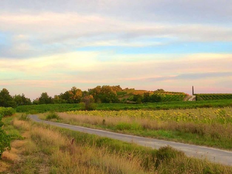 Route de campagne sinueuse entre champs verts et vignes, ciel pastel au coucher du soleil, arbres et collines à l'horizon.