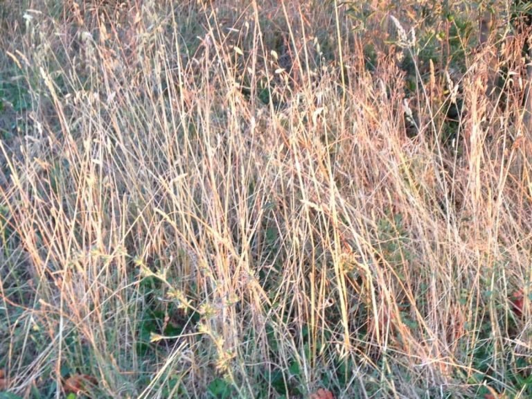 Champ enherbé de hautes herbes dorées et plantes sauvages, lumière du soleil évoquant la Gestalt-thérapie.