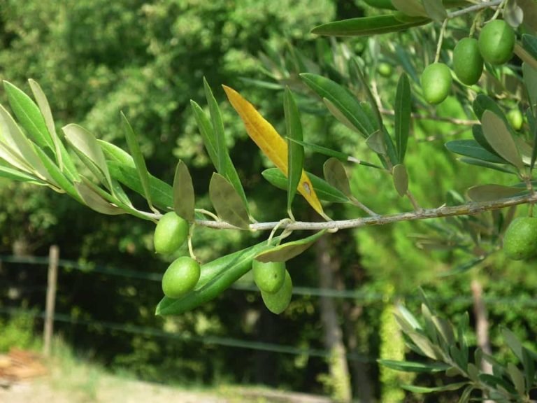 Branche d'olivier en gros plan, olives vertes, feuilles effilées dont une jaune. Fond flou type formation Gestalt.