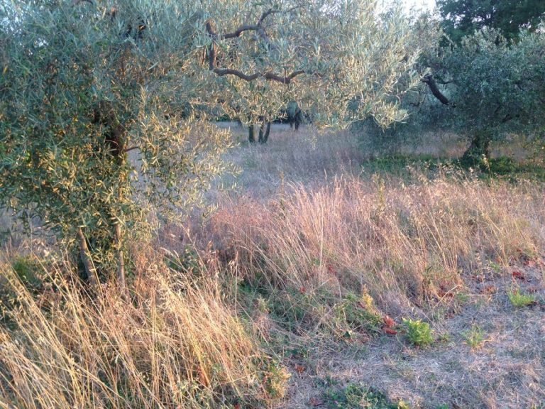 Champ non cultivé baigné de soleil, oliviers, herbes hautes et lumière tamisée rappelant la Gestalt-thérapie.