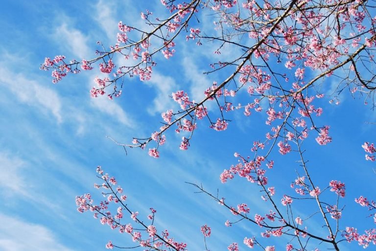 Branches de cerisier en fleurs roses sur ciel bleu et nuages, illustrant la quiétude en psychothérapie Gestalt.