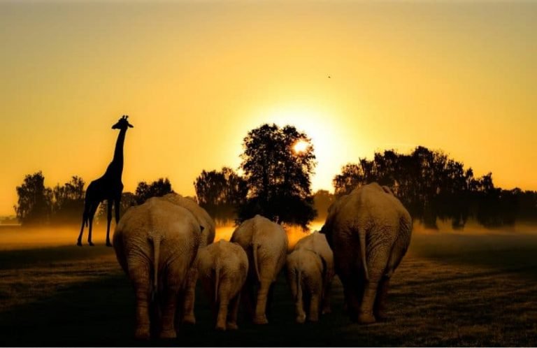 A group of five rhinoceroses walk toward the sunrise on a grassy plain, with a giraffe standing to the left and trees silhouetted against the golden sky—a scene echoing harmony and connection, much like Gestalt thérapie.