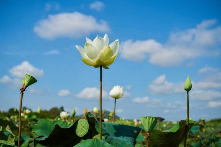 Une fleur de lotus blanche s'épanouit parmi des feuilles vertes sous un ciel bleu vif avec des nuages cotonneux, reflétant l'harmonie comme les principes de la Gestalt. D'autres bourgeons de lotus et des gousses de graines complètent cette scène paisible au premier plan.