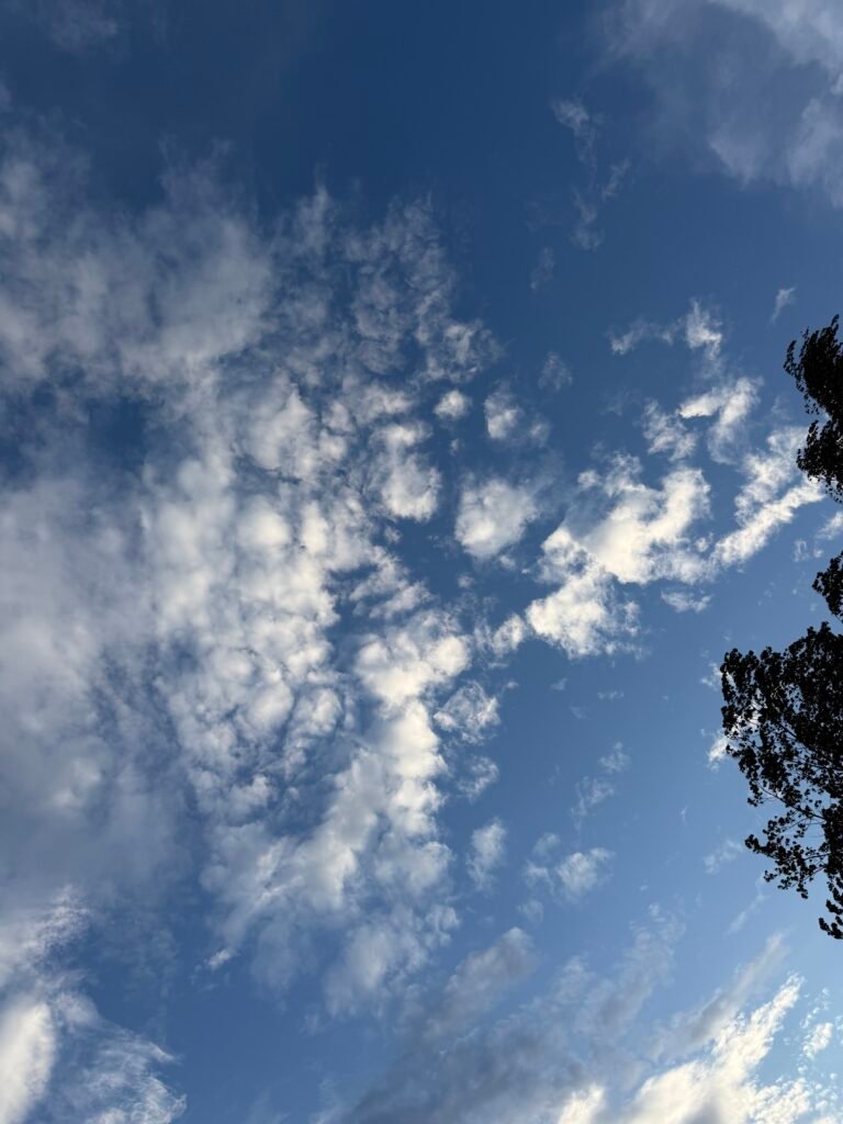 Ciel bleu d'été avec nuages, branche d'arbre en contre-jour