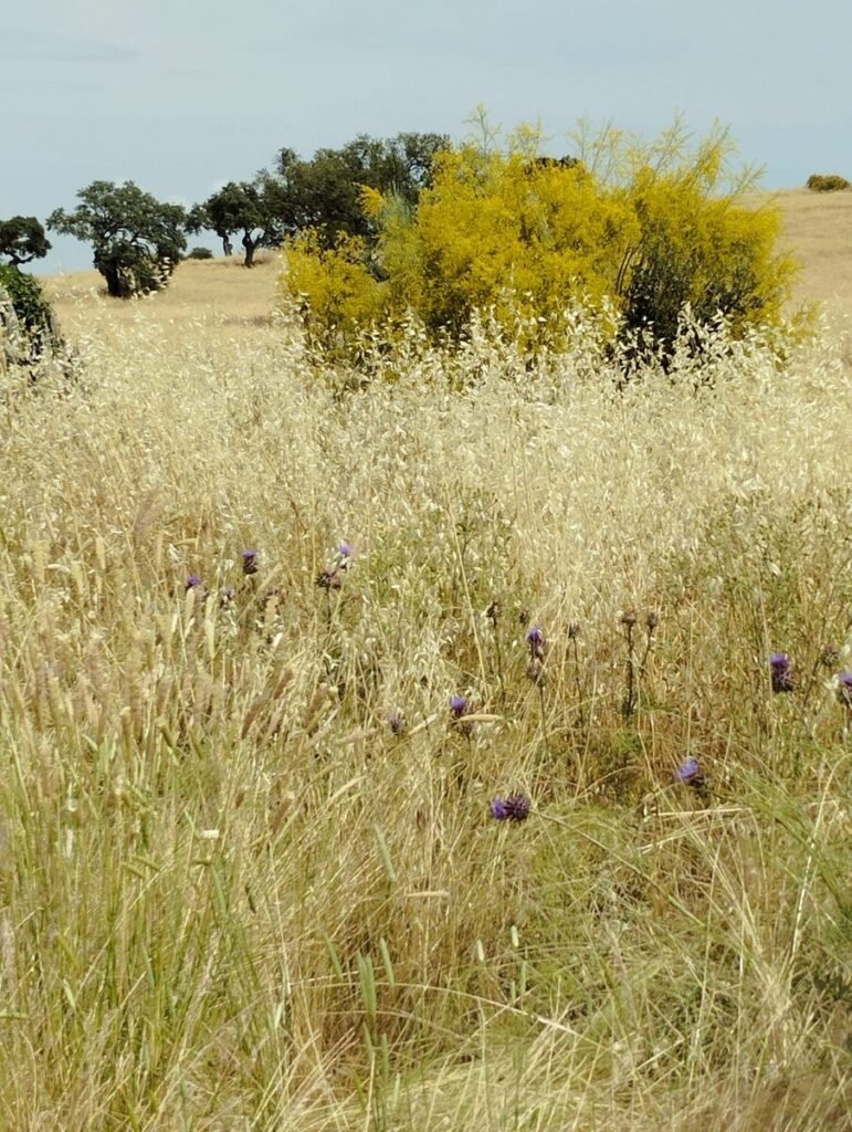Genêts en fleurs et herbes sèches au bord d'un champ
