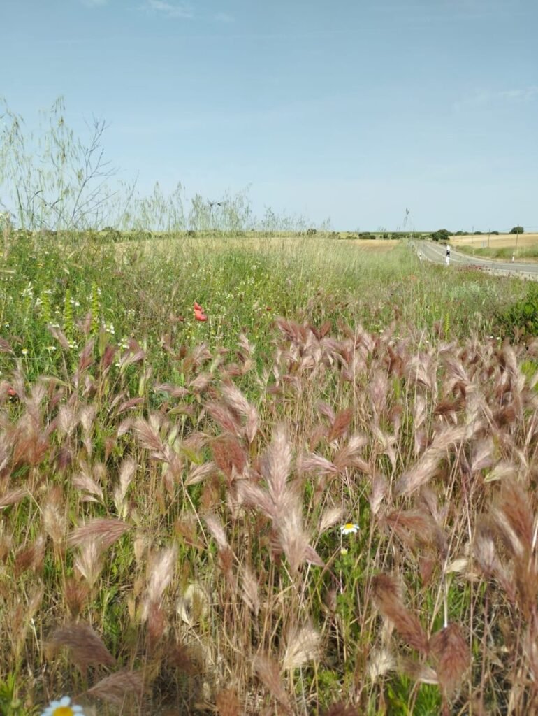 Herbes sauvages rousses dans un champ