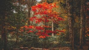 Un arbre aux feuilles rouges d'automne au milieu d'une forêt dense, illustrant l'approche de la thérapie de la Gestalt.