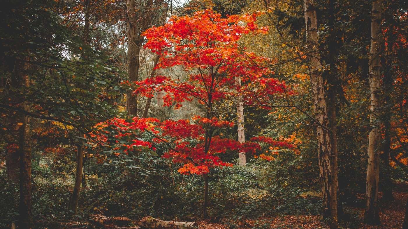 Mieux vivre l&rsquo;automne avec la Gestalt